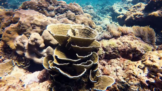 Discover Thailand snorkeling in Ko Phi Phi Leh