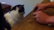 Funny, Clever Cats, Best Pets ompilation, Dog Tricks, Cat & Dogs, Pet Anima
