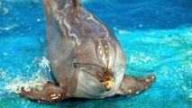 Dolphins  7 Fun Facts about Aquatic Animals and Mammals