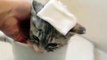 Funny Cats Enjoying Bath _ Cats That OVE Water Compilation
