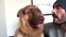 Russell Brand Serenades His Dog With Love Songs