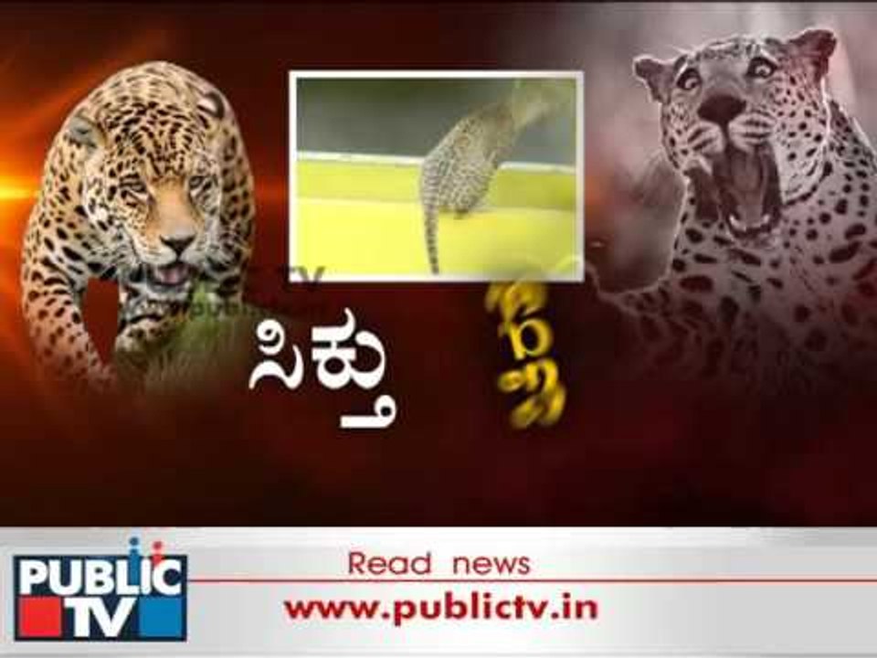 Leopard Enters School In Bengaluru Tranquillized After 14-hour Operation