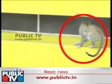 Leopard Enters School Premises In Bengaluru