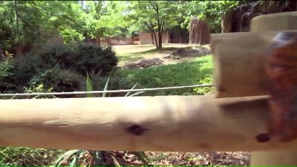 Meet Moyo, Seven-Week-Old Baby Black Rhino at St. Louis Zoo