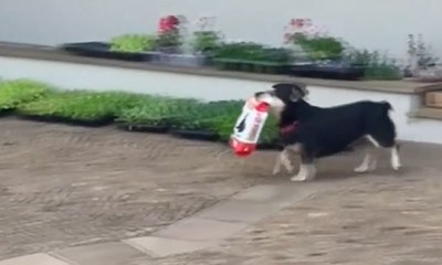Pituco, Anjing Pintar dari Brasil