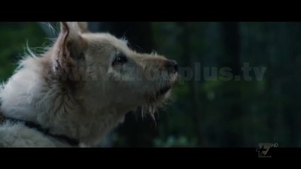 Next - Cinema - Megan Leavey & It comes at night - 10 Maj 2017 - Show - Vizion Plus