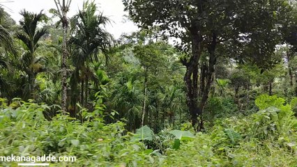 Homestay in Chikmagalur Coffee Estate Jeep Drive - Mekanagadde Homestay