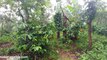 Chikmagalur Homestay Coffee Plantation Walk - Mekanagadde Homestay