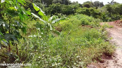 Homestay in Chikmagalur Coffee Estate Jeep Drive - Mekanagadde Homestay Part 3