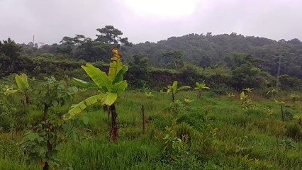 Western Ghats Rain Fall and Jeep Drive - Mekanagadde Homestay