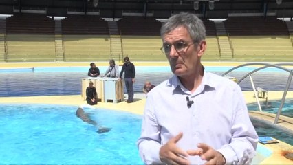 Franca ndalon riprodhimin e delfinëve robër - Top Channel Albania - News - Lajme HD