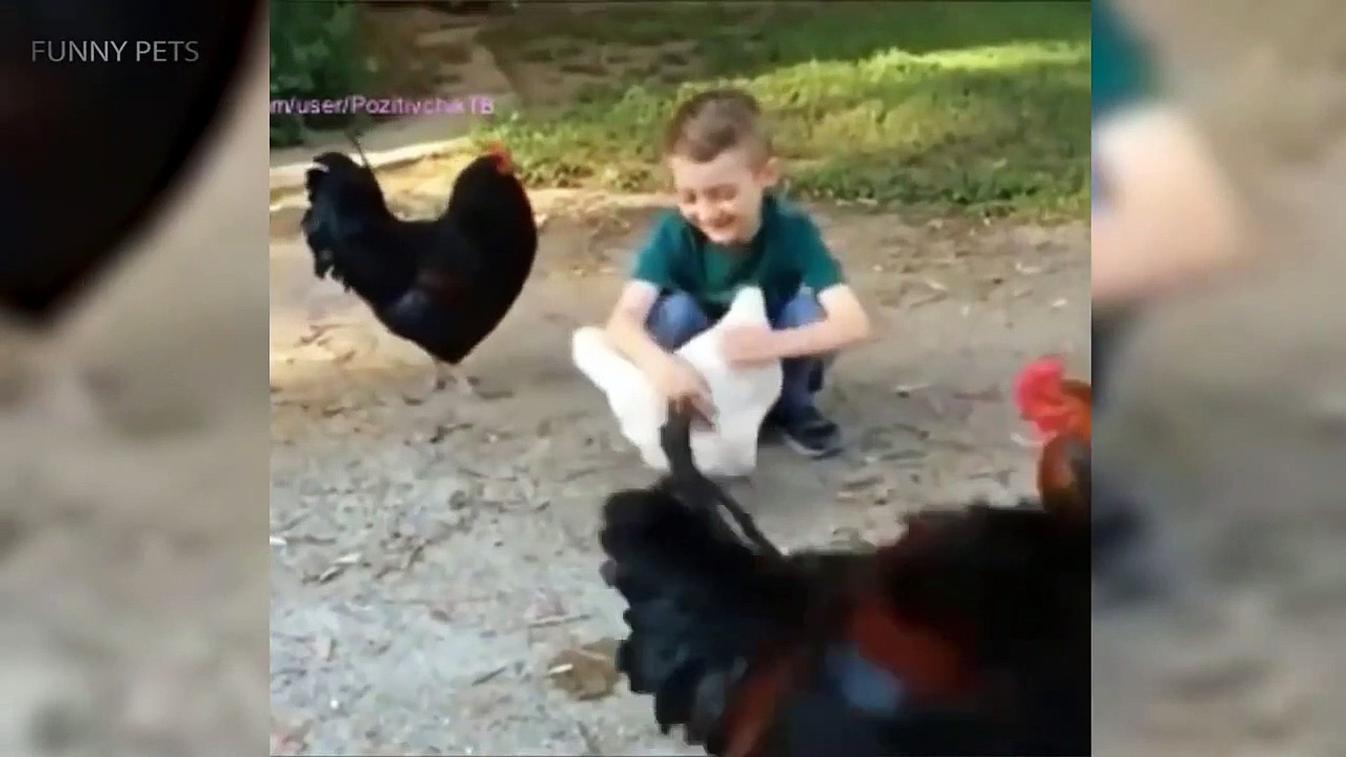 Funny Chickens    [Funny Pets]