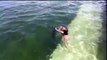 Funny Dolphins Compilation _ Dolphins are one sest animals