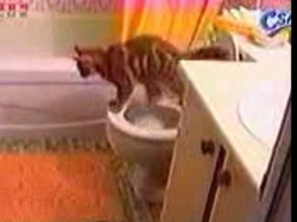 Well Trained Cat