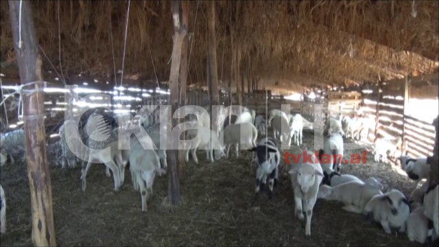 Fermerët në Cërrik po falimentojnë