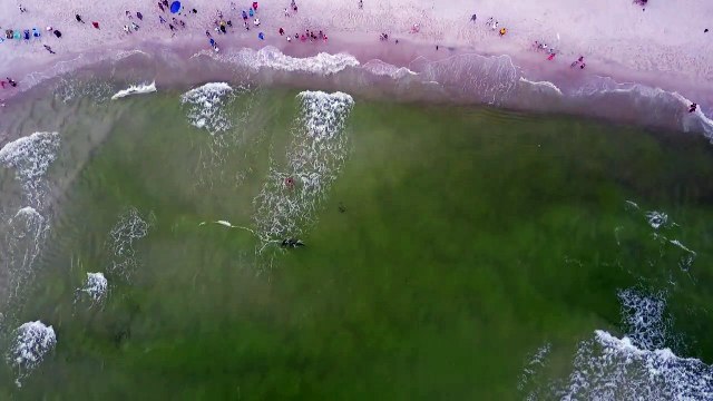 Cet homme va attraper un énorme requin-marteau sur la plage de Panama City