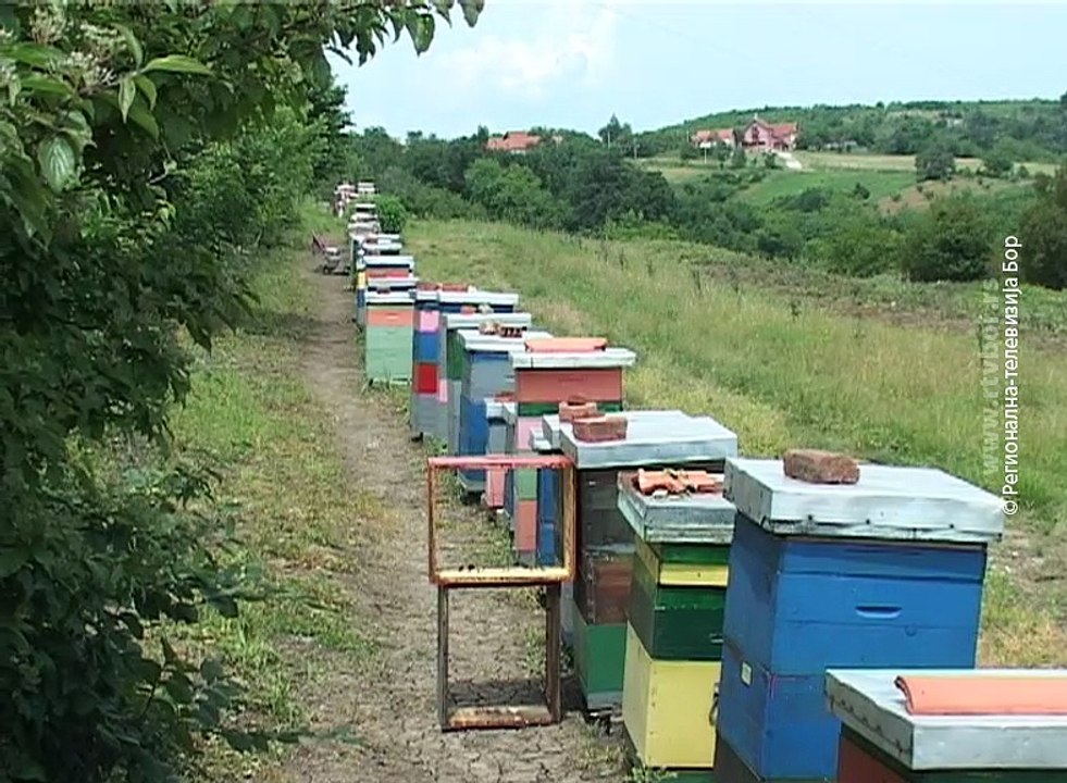 Pčelarska sezona osrednja, 7. jul 2017. (RTV Bor)