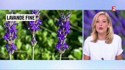 Lavande : tous ses petits secrets