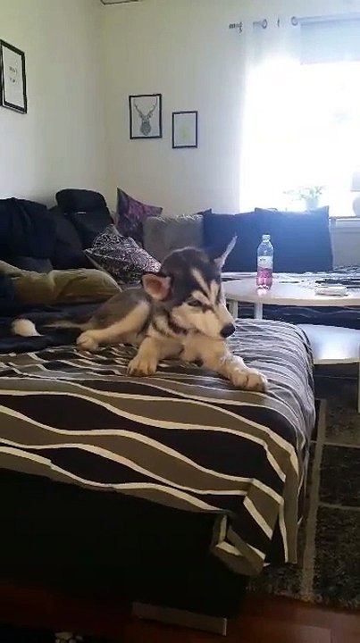 The sly Husky puppy