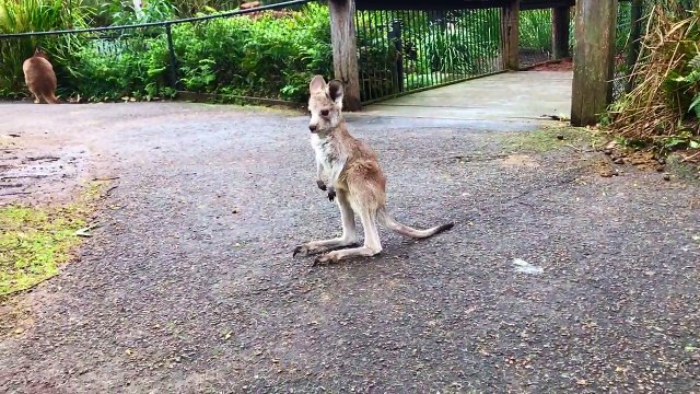 Ce bébé Kangourou fait ses premiers sauts ! Trop Mignon !