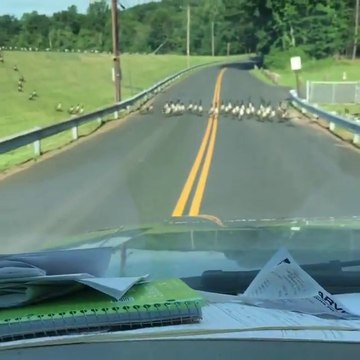 Des milliers de canards empêchent cette voiture de passer !