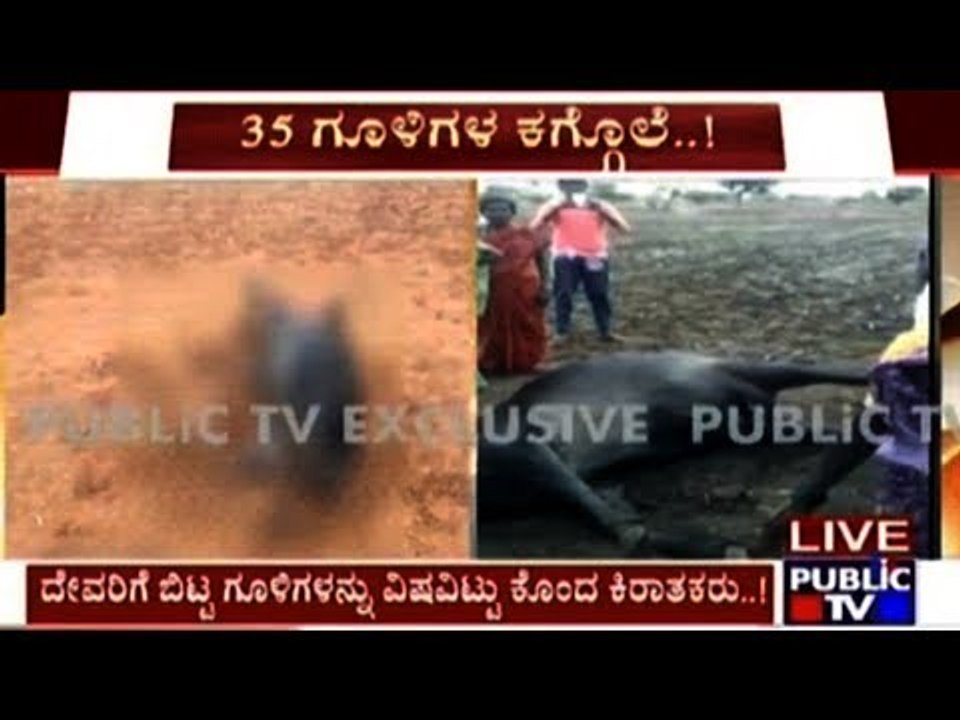 Bellary: 35 Holy Bulls & Cows Poisoned To Death Near Hoovinahadagali