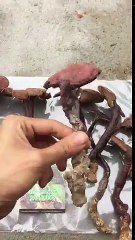 Nấm Lim Xanh Quảng Nam