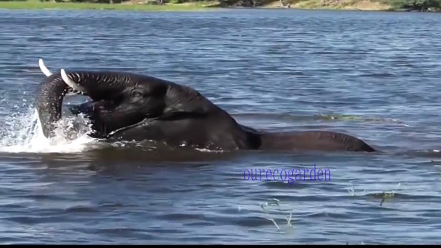 Lion vs bull Elephant Crocodile vs Elephant Lion vs Hyena Lion attacks Animal Nature Wildlife