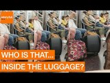 Golden Retriever Pokes Head Out From Train Luggage