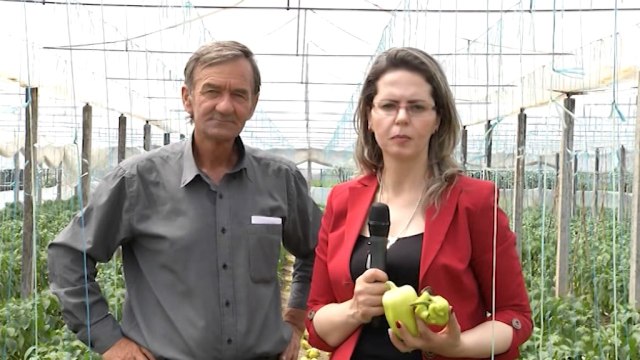 Si po e vrasin bujqësinë! BOOM zbulon skandalin me farën e specit(Emisioni i plotë, 18 maj 2017)