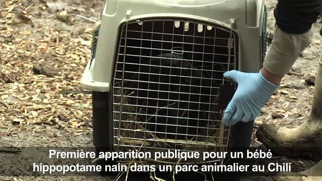 Naissance d'un bébé hippopotame nain dans un zoo chilien