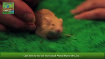 Meet Animal Man Mini Zoo Team _ Mobile Petting Zoo _ Childrens Parties Glasgow