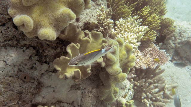 Great Barrier Reef left off UNESCO 'in danger' list despite concern over coral bleaching and water quality