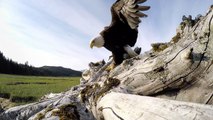 GoPro Awards- Eagle Steals GoPro