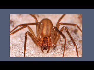 Know the Details of Brown Recluse Spiders