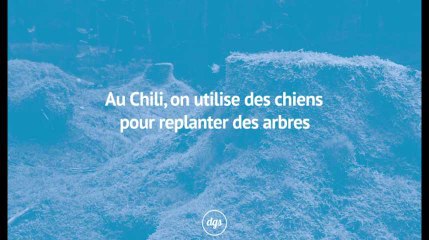 Au Chili, on utilise des chiens pour replanter des arbres