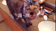 貓咪搞笑影片--喵之怒吼...太蠢了..(中文字幕)