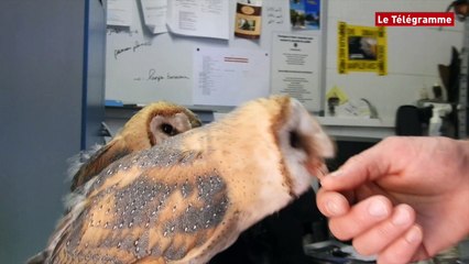 Audierne (29). Les chouettes effraies de l'Aquashow ont bien grandi