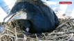 Audierne (29). Naissance de cormorans à l'Aquashow