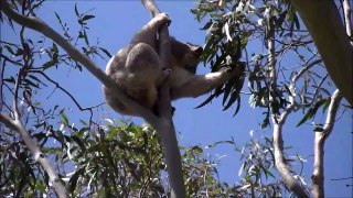All About Koalas for Kids - Koalas for Children - Fresd
