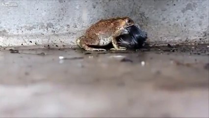 LiveLeak - Toad tries to swallow Rat