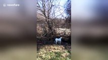 Confused dog barks at piece of rubbish