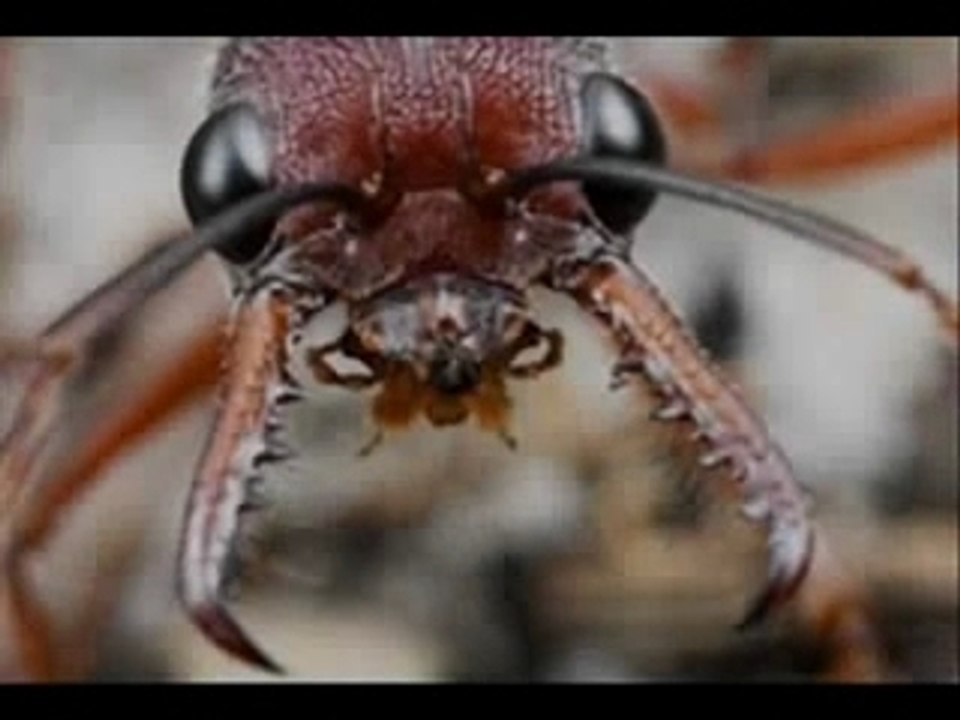 Insect world