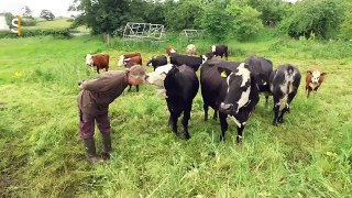 L'éleveur au coeur tendre qui a sauvé ses vaches de l'abattoir