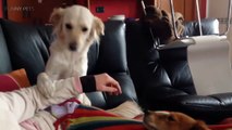 JEALOUS DOGS Wa From Their Owners 2017  [Funny Pet