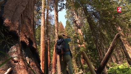 Sauver les sequoias, victimes du réchauffement climatique
