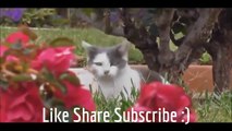 Cats are just the FuEver! Fs Compilation ► Best Funny Cat Videos Ever!