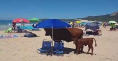 Cow and Calf Relax in the Shade During Beach Trip