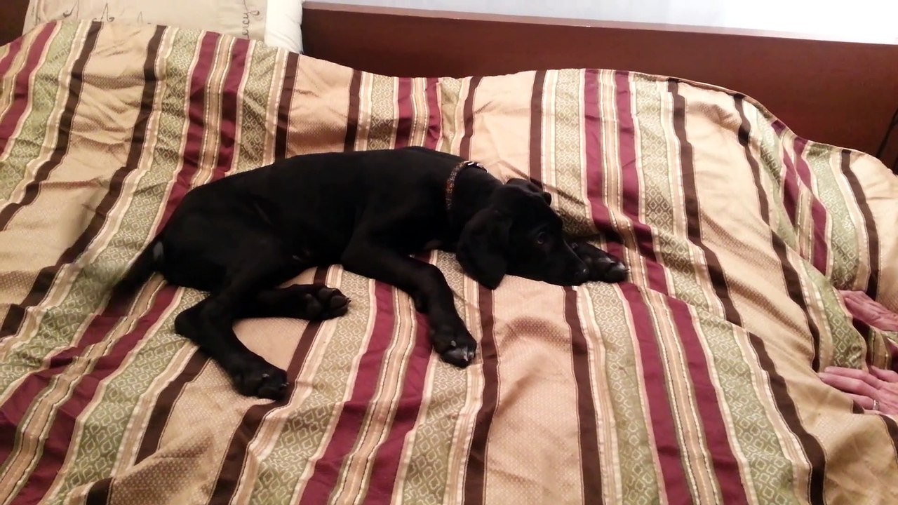 Ce chien déteste se réveiller... Vraiment pas du matin