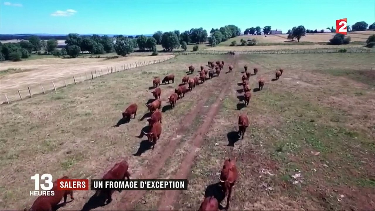 Salers : un fromage d'exception